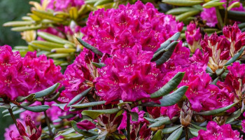 Der Rhododendron-Park Bremen - Blütenpracht im Norden